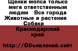 Щенки мопса только мега-ответственным людям - Все города Животные и растения » Собаки   . Краснодарский край